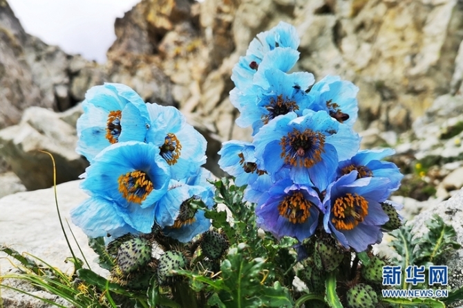 來云南迪慶看“神奇植物”(組圖)