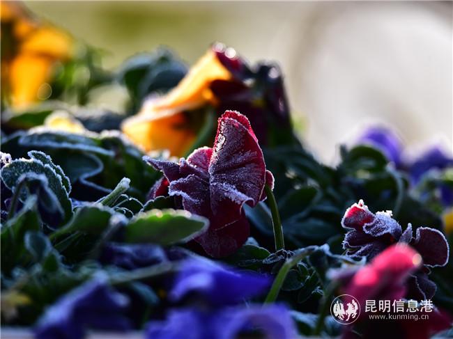 1159043098 1159043098