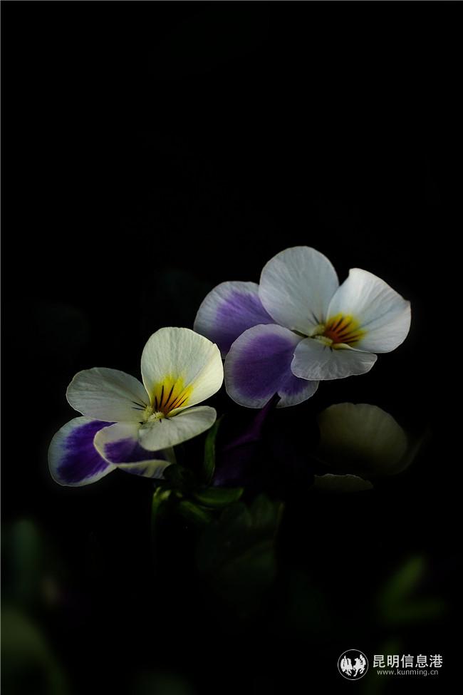 1661504363 1661504363