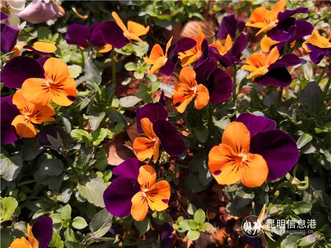 1780589902 1780589902