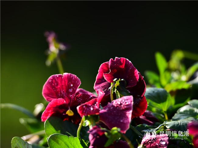 2014186951 2014186951