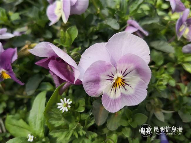 webwxgetmsgimg (1) webwxgetmsgimg (1)