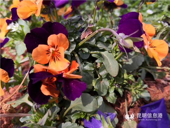 webwxgetmsgimg (2) webwxgetmsgimg (2)