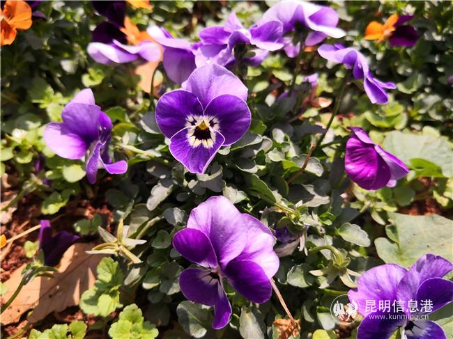 webwxgetmsgimg webwxgetmsgimg