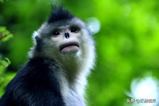 香格里拉這幾家景區(qū)開園啦，快來看看吧