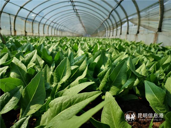 天澤蔬菜種植專業(yè)合作社大棚蔬菜長勢喜人