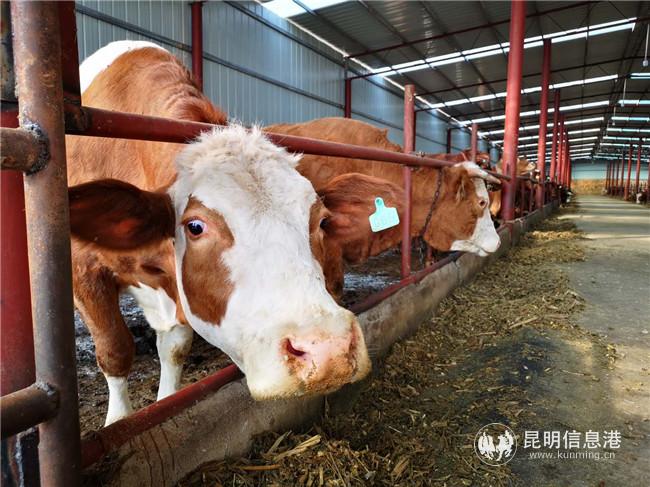 尋甸啟林養(yǎng)殖專業(yè)合作社養(yǎng)殖的肉牛
