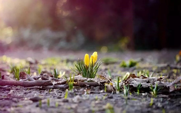 【防疫科普】居家“閉關(guān)”心煩氣躁？試試園藝療法