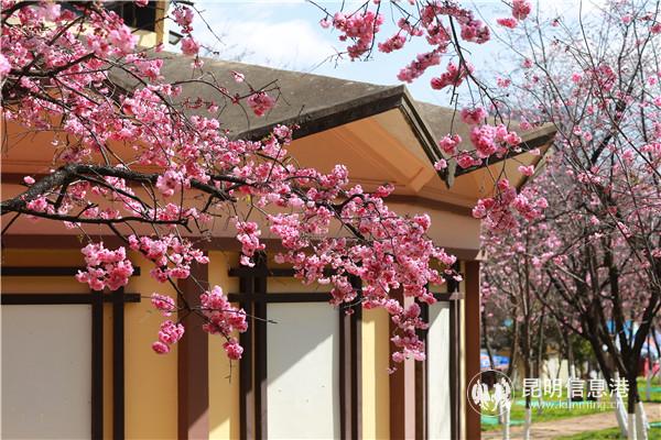 微信圖片_20200313200809 微信圖片_20200313200809