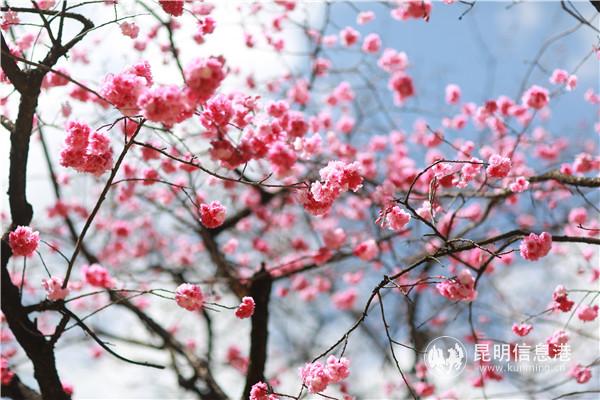 微信圖片_20200313201121 微信圖片_20200313201121