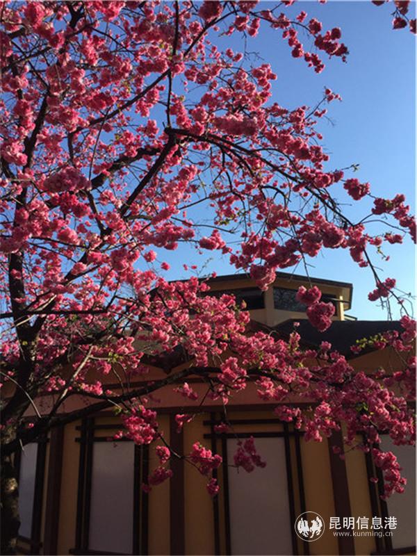 微信圖片_20200313232601 微信圖片_20200313232601