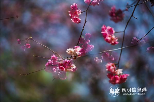 2118193382 2118193382