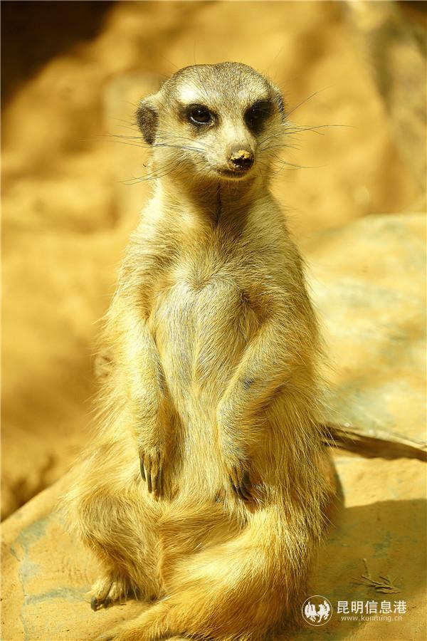 1718731831 1718731831