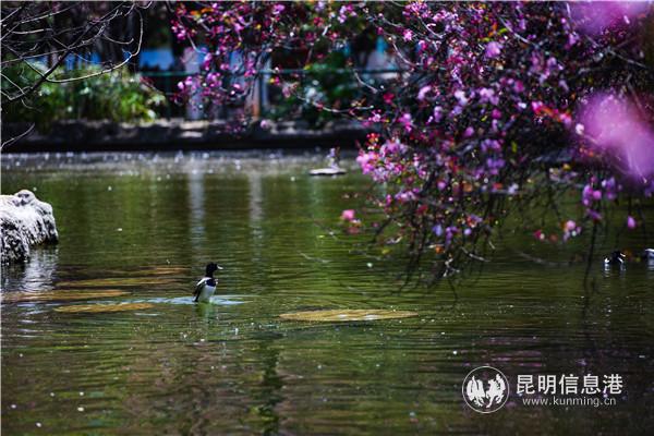 園通山櫻花1 王正鵬 攝13577178605473.8 園通山櫻花1 王正鵬 攝13577178605473.8