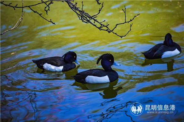 園通山櫻花1 王正鵬 攝13577178605483.8 園通山櫻花1 王正鵬 攝13577178605483.8