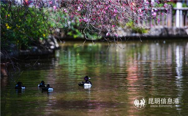 園通山櫻花1 王正鵬 攝13577178605513.8 園通山櫻花1 王正鵬 攝13577178605513.8