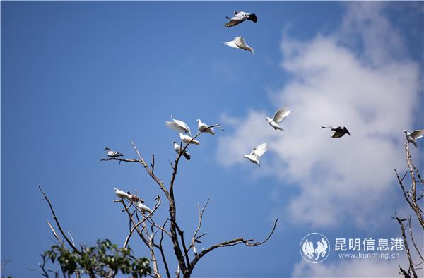 園通山櫻花1 王正鵬 攝13577178605583.8 園通山櫻花1 王正鵬 攝13577178605583.8