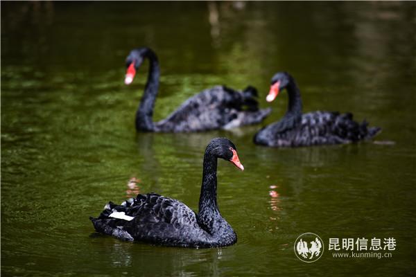 園通山櫻花1 王正鵬 攝13577178605633.8 園通山櫻花1 王正鵬 攝13577178605633.8