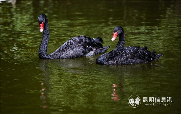 園通山櫻花1 王正鵬 攝13577178605643.8 園通山櫻花1 王正鵬 攝13577178605643.8