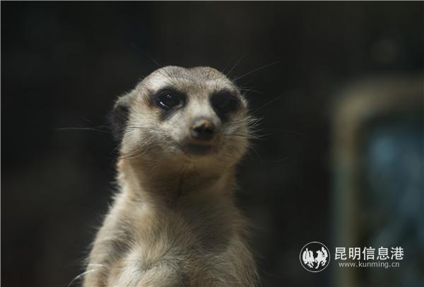 園通山櫻花1 王正鵬 攝13577178605723.8 園通山櫻花1 王正鵬 攝13577178605723.8