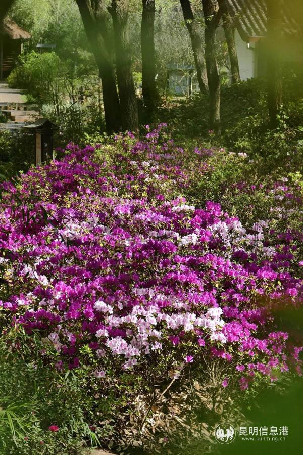 微信圖片_20200315175131 微信圖片_20200315175131