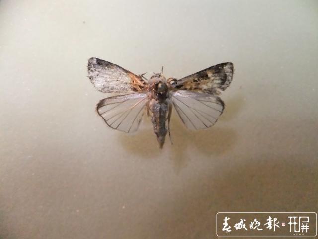 草地貪夜蛾入侵18省區(qū)市