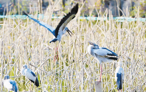 鉗嘴鸛首現(xiàn)翠湖。 記者王俊星攝