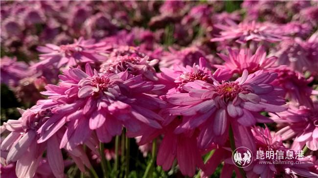 1918087444 1918087444