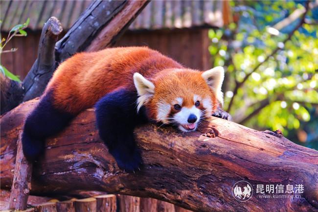 小熊貓蟲蟲。