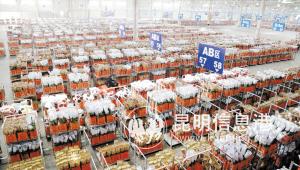 斗南花卉電子交易中心恢復(fù)電子拍賣。記者杜文蕾攝