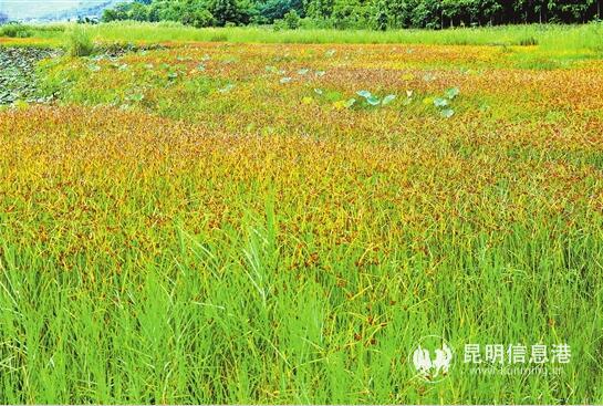 QQ截圖20200323105205