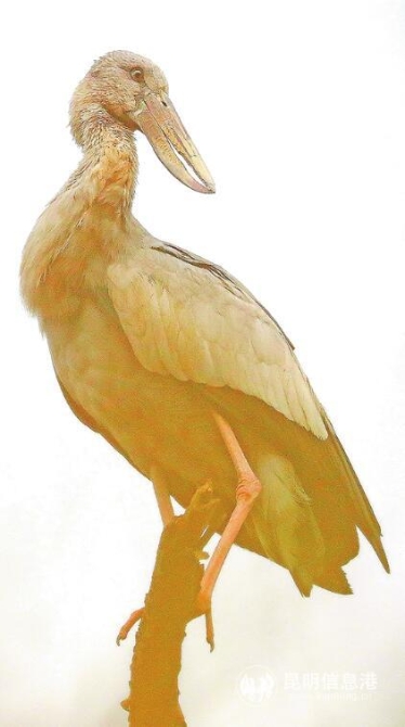 QQ截圖20200323105224