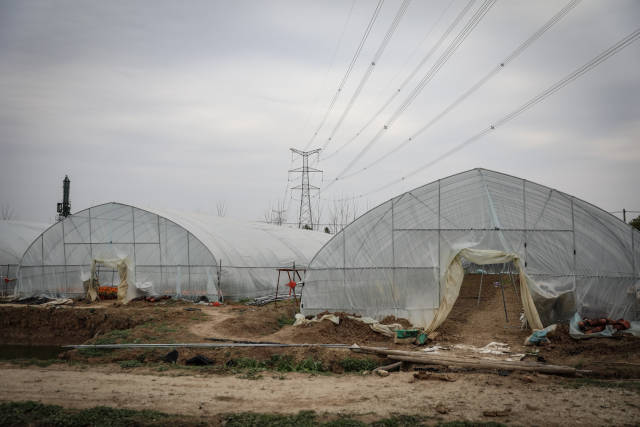 因疫情導致市場需求不足，陸成權(quán)的花卉種植基地今年損失近30萬元。