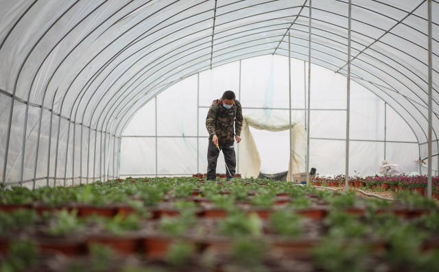 陸成權(quán)進入溫室大棚內(nèi)噴灑農(nóng)藥。