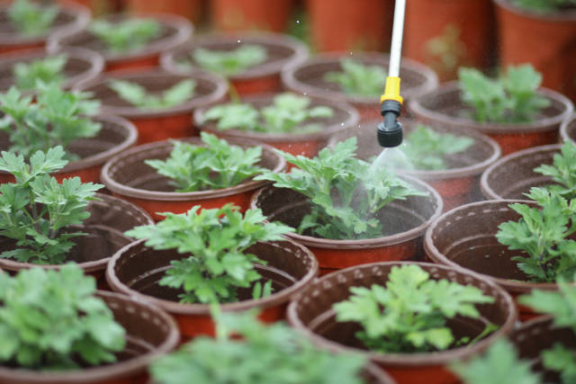 花卉生長過程離不開細致的農(nóng)藥殺毒工作。