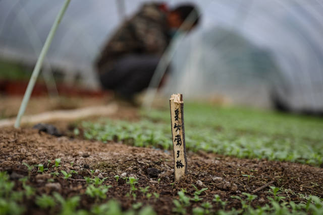 專用作培植花苗的溫室大棚。