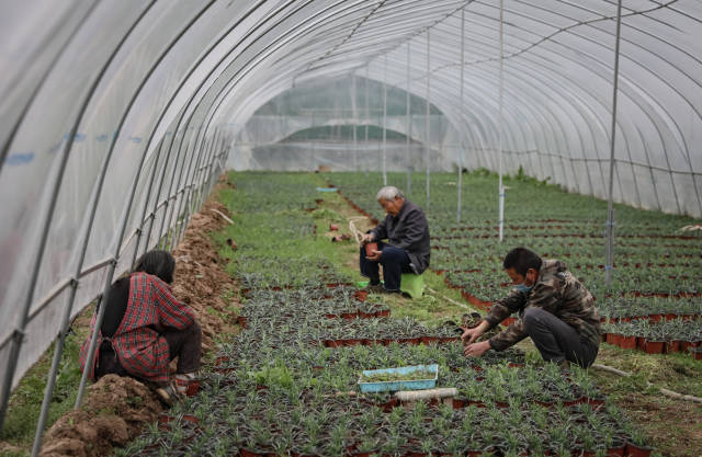 一家人溫室大棚內(nèi)勞作。