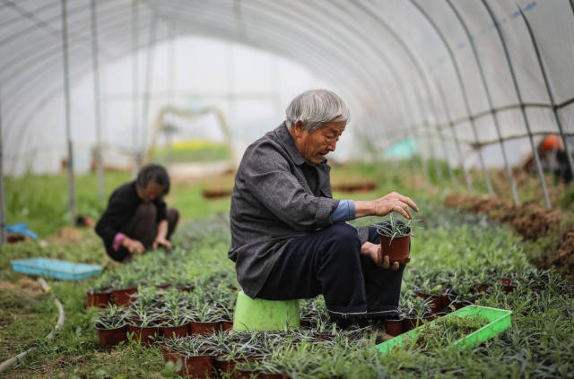 陸成權(quán)的父親退休前在鐵路單位當會計，現(xiàn)在要跟著兒子重拾農(nóng)活。