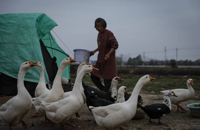 陸成權(quán)表示這些鵝鴨當時買來是為養(yǎng)著玩，它們“呱呱叫”能讓田間多些生氣。