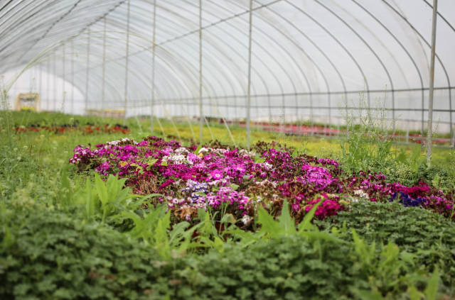 溫室大棚內(nèi)綻放的鮮花。