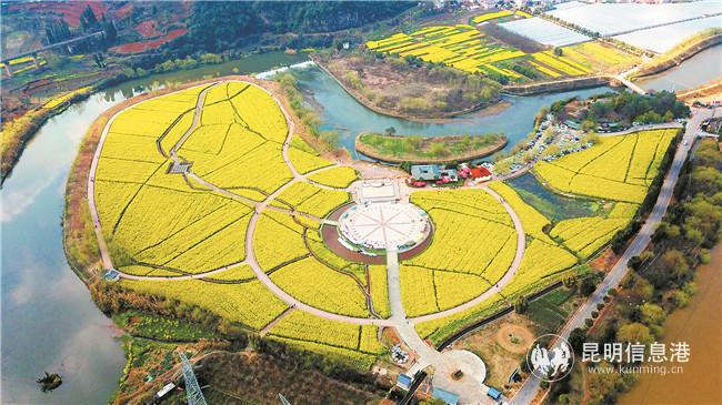 安寧油菜花 2(1) 安寧油菜花 2(1)