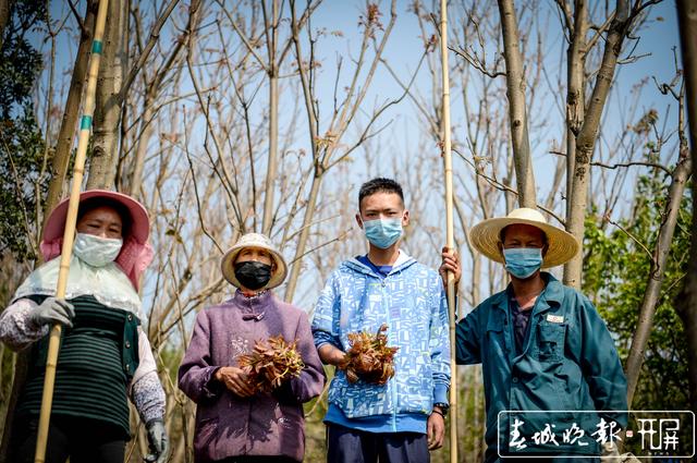 如果你勁椎病，采摘香椿最適合你 (6).jpg