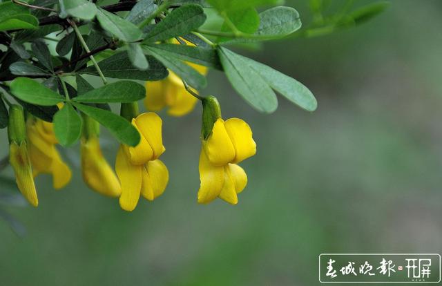 采金雀花要到海拔3000多米的雞足山上 (4).jpg