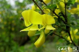 采金雀花要到海拔3000多米的雞足山上 (1).jpg