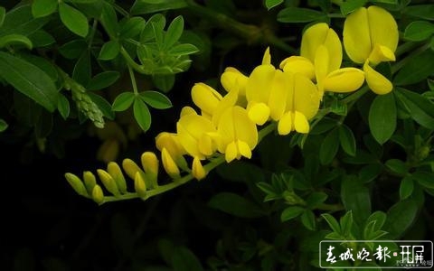 采金雀花要到海拔3000多米的雞足山上 (2).jpg