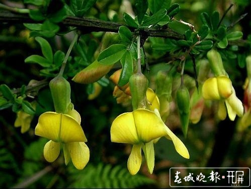 采金雀花要到海拔3000多米的雞足山上 (3).jpg