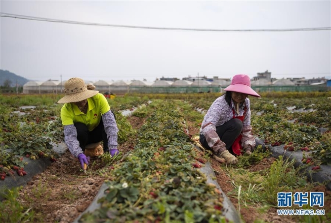 （經(jīng)濟）（2）云南昆明：高原特色蔬菜育種忙