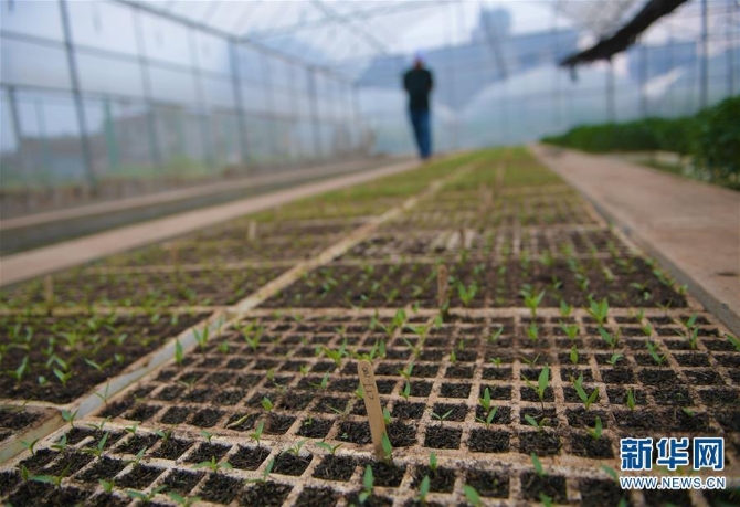 （經(jīng)濟）（3）云南昆明：高原特色蔬菜育種忙