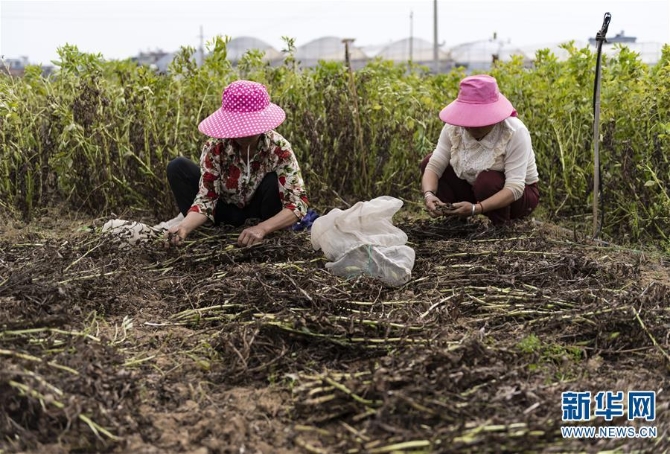 （經(jīng)濟）（4）云南昆明：高原特色蔬菜育種忙