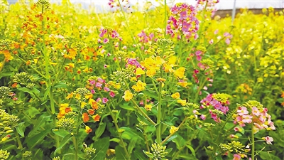 科技日報(bào) 記者寇勇攝